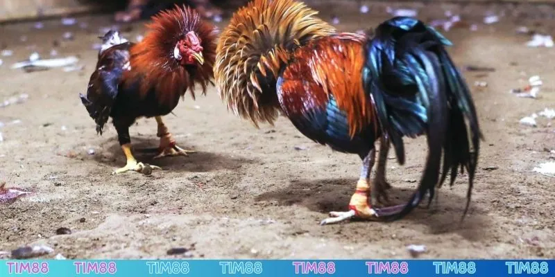 Chơi đá gà trực tuyến được thanh toán đúng quy định