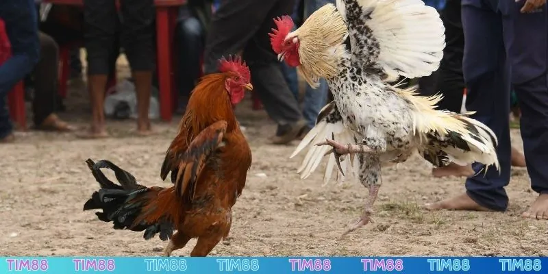 Đá gà Thomo kinh điển trên thế giới