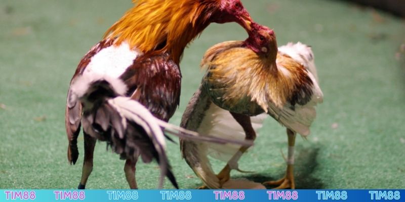 Đá gà trực tuyến minh bạch, nhiều trận so tài