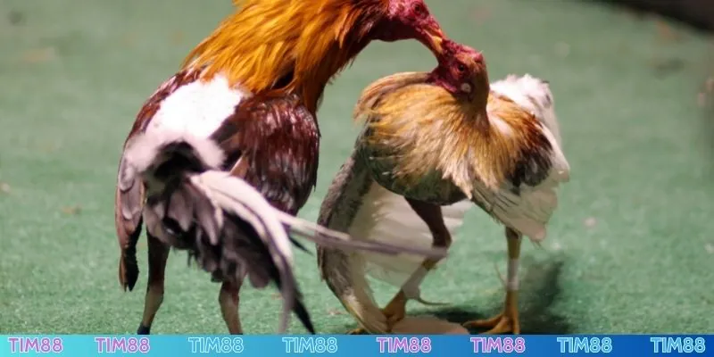 Đá gà trực tuyến minh bạch, nhiều trận so tài